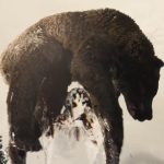 Predator Vs Bear Deadly Fight Scene